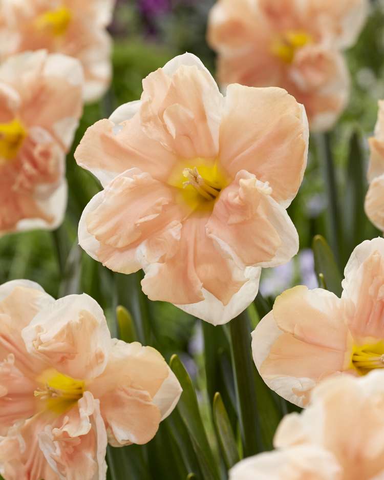 Narzisse 'Apricot Whirl'