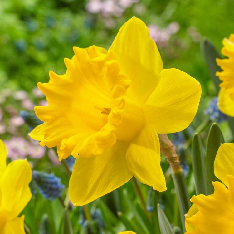 Narzisse 'Dutch Master'