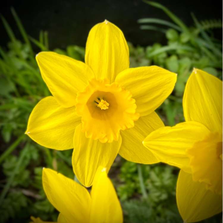 Narzisse 'Dutch Master'