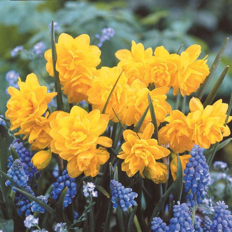 Narzisse 'Pencrebar'