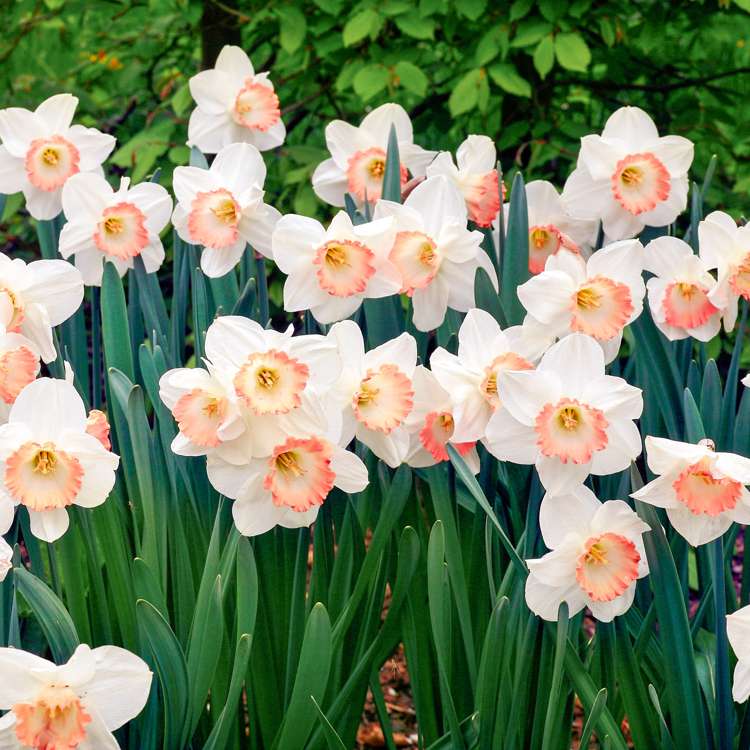 Narzisse 'Pink Charm'