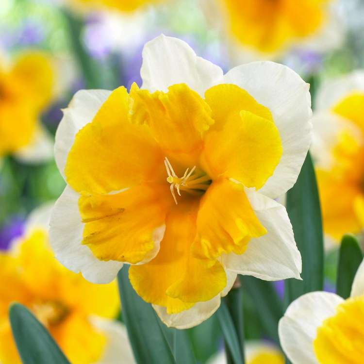 Narzisse 'Orangery'