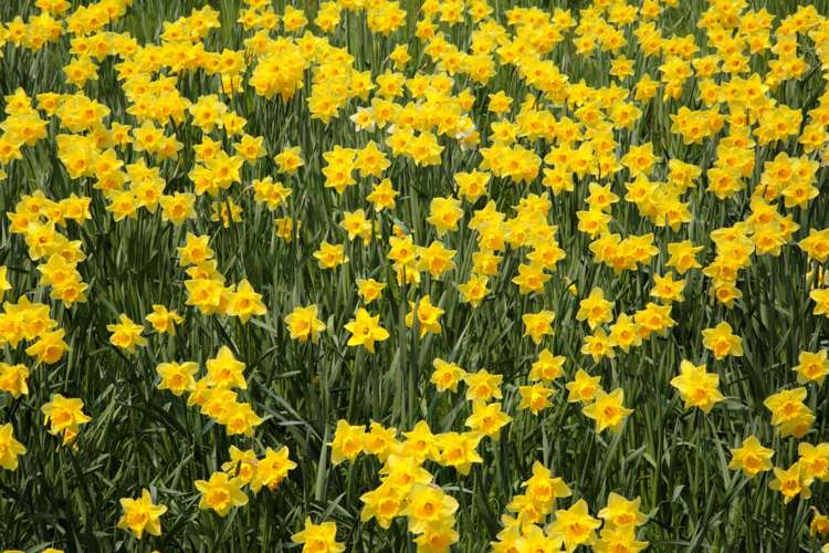 Narzisse 'Sweetness'