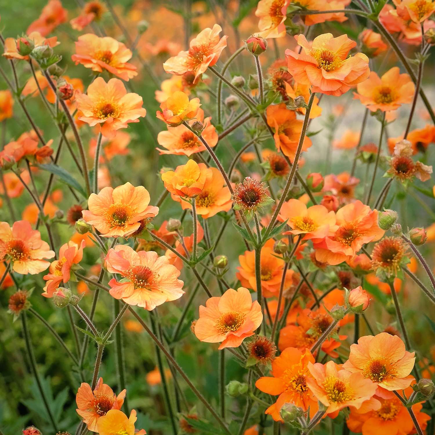 Nelkenwurz ‘Princess Juliana’