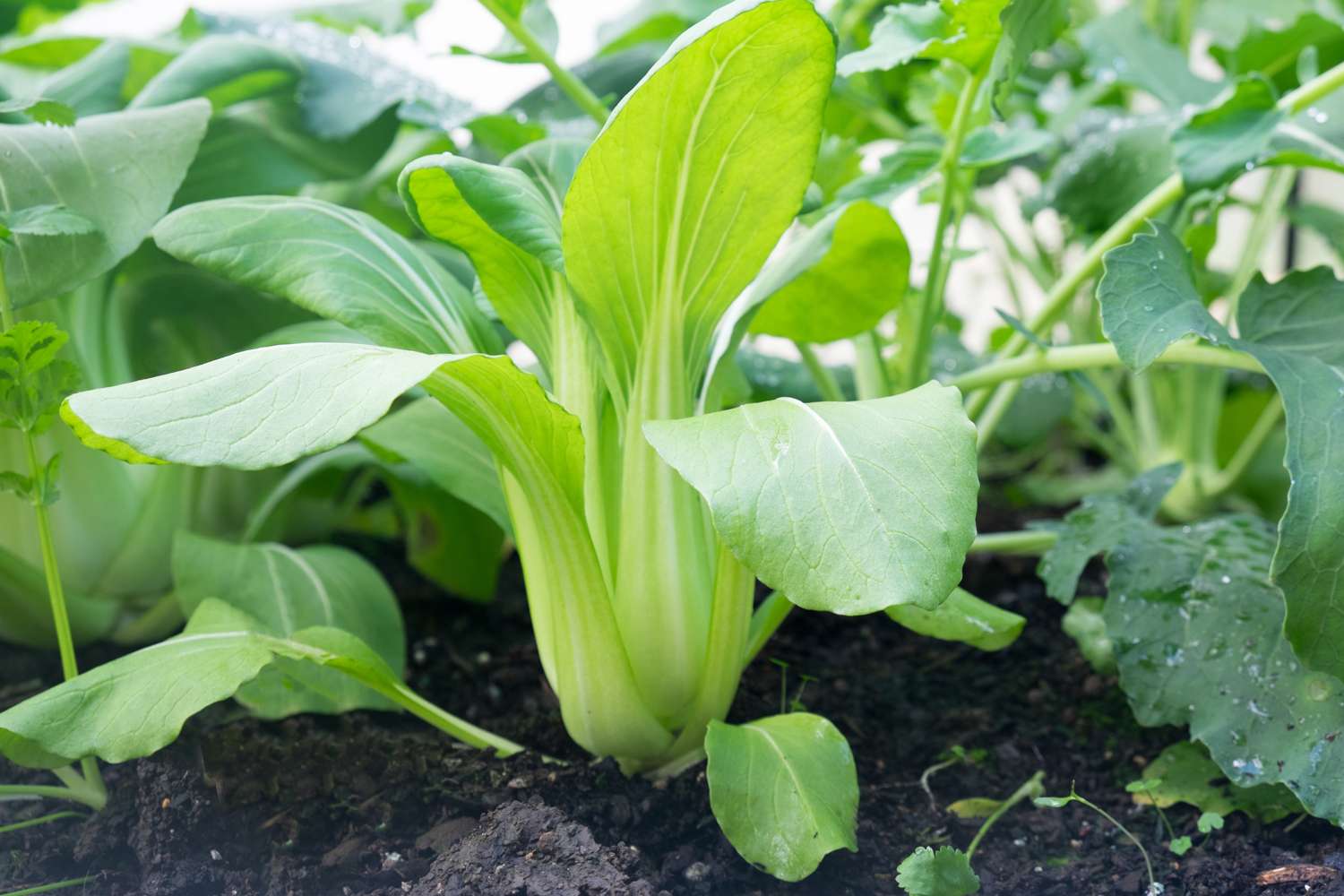 Pak Choi 'Taisai' (BIO Samen)
