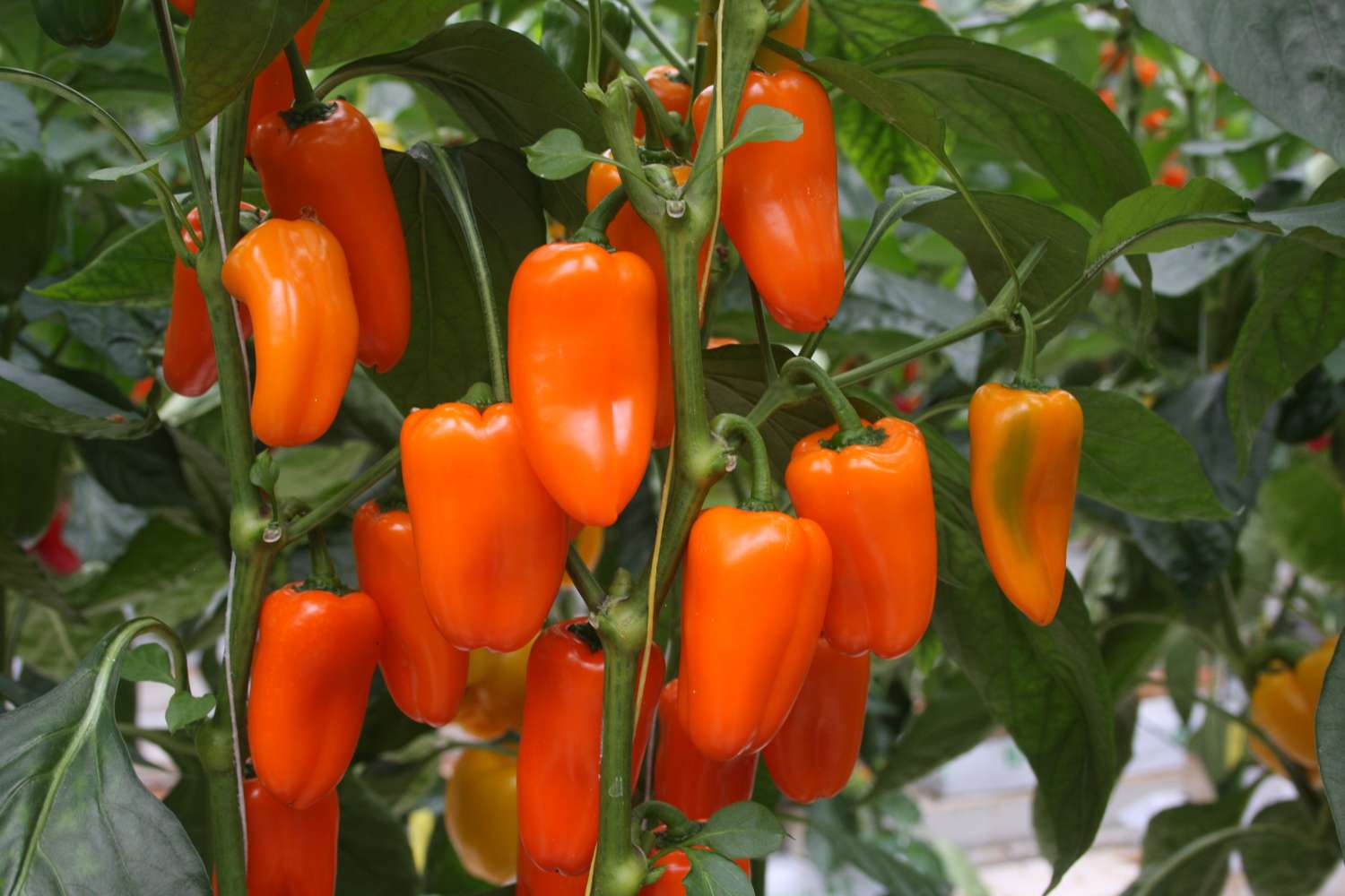 Paprika 'Flynn' (BIO Samen)