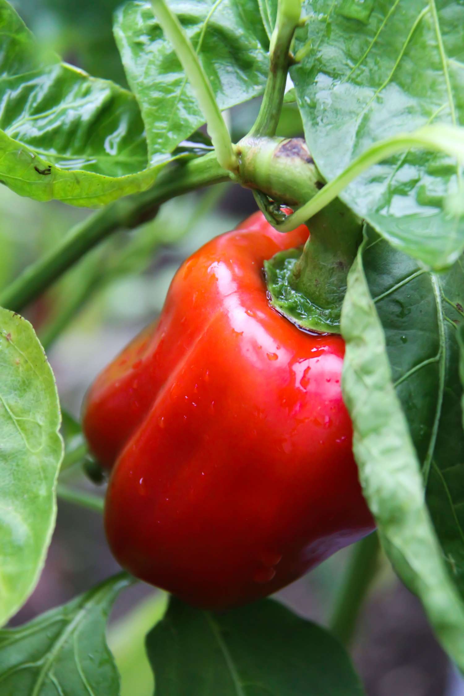 Paprika 'Jubilanska' (BIO Samen)