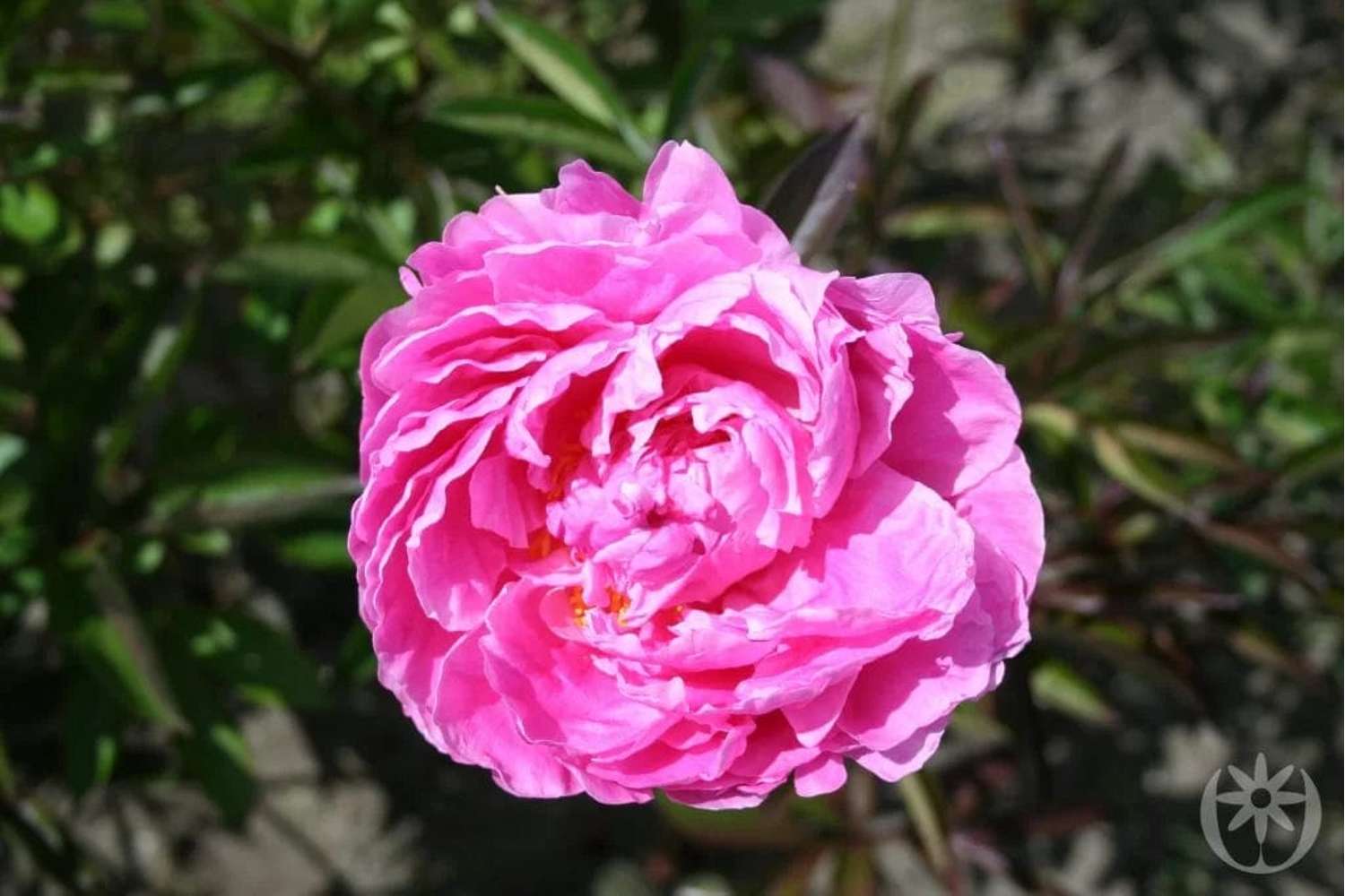 Pfingstrose 'Alexander Fleming'