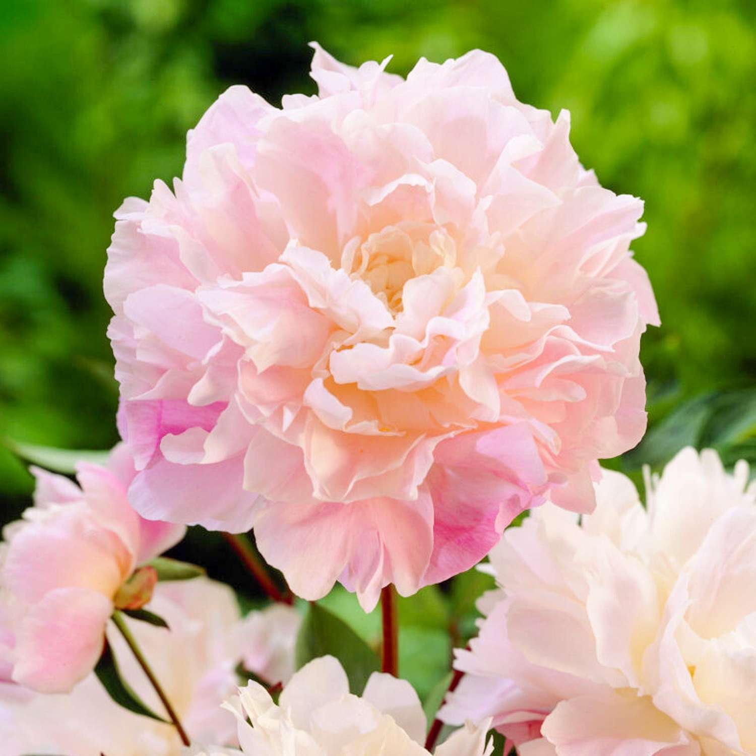 Pfingstrose 'Catharina Fontijn'