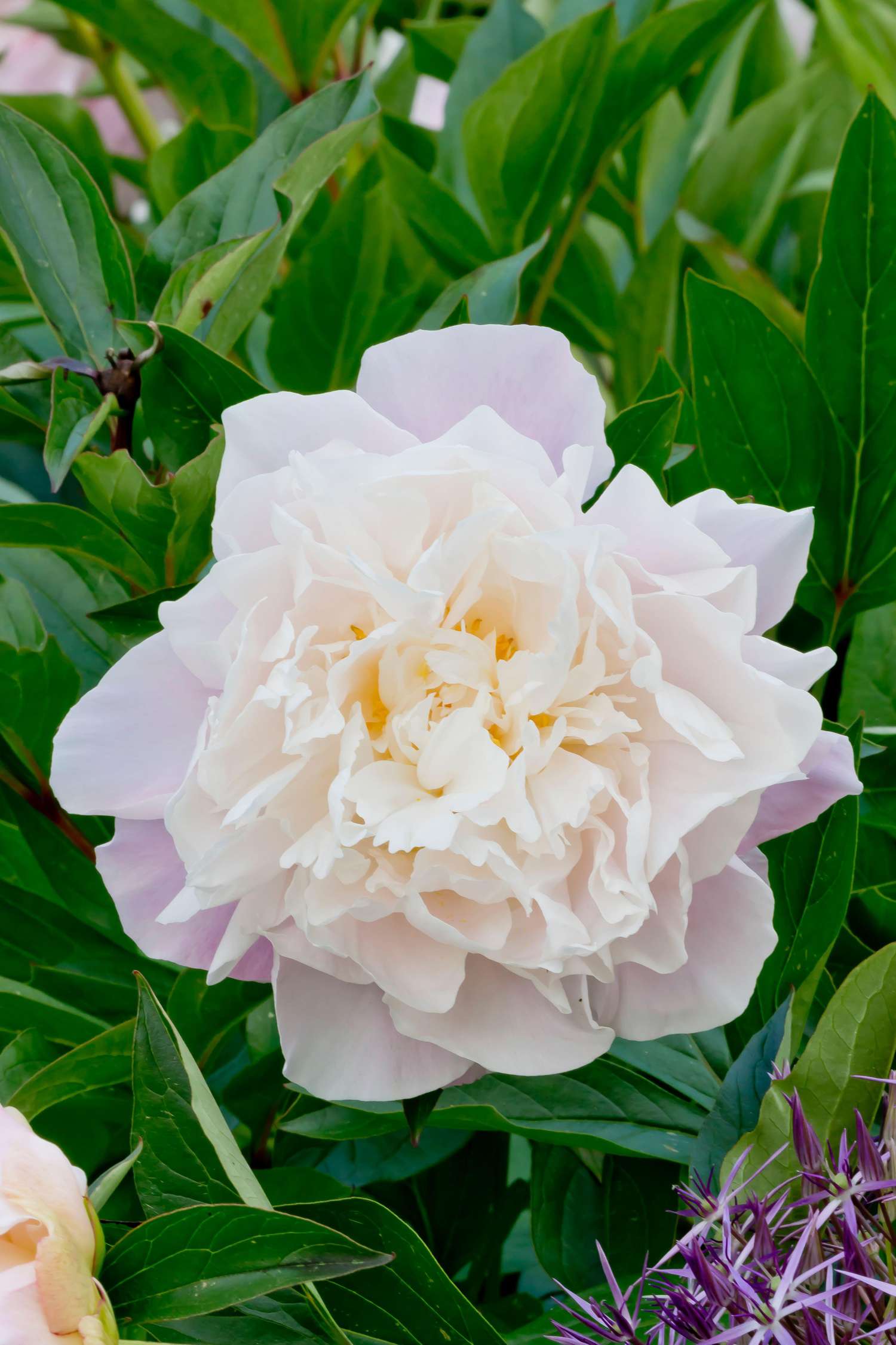 Pfingstrose 'Catharina Fontijn'