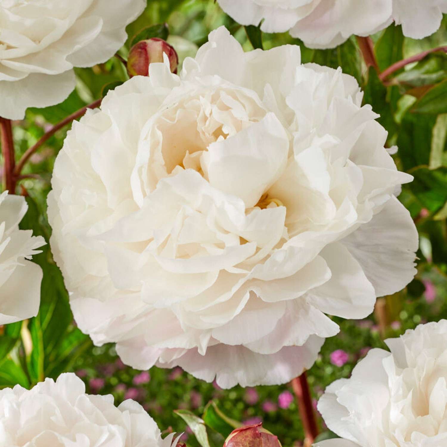 Pfingstrose 'Duchesse de Nemours'