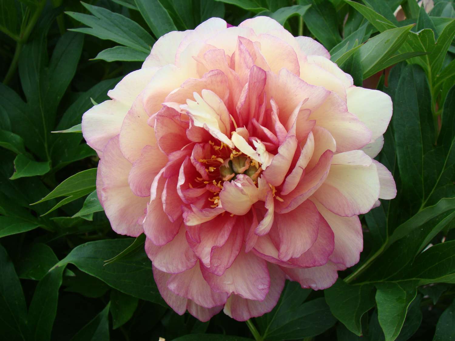 Pfingstrose 'Garden Candy Simply Scrumptious'
