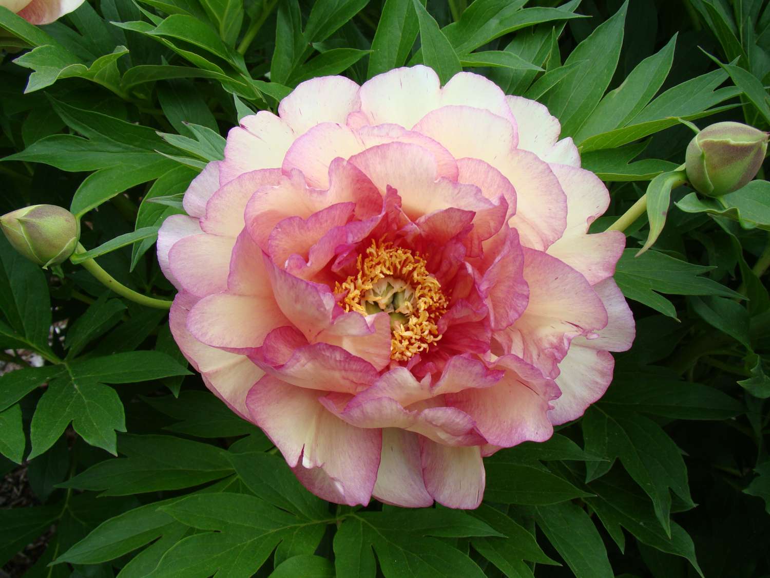 Pfingstrose 'Garden Candy Simply Scrumptious'