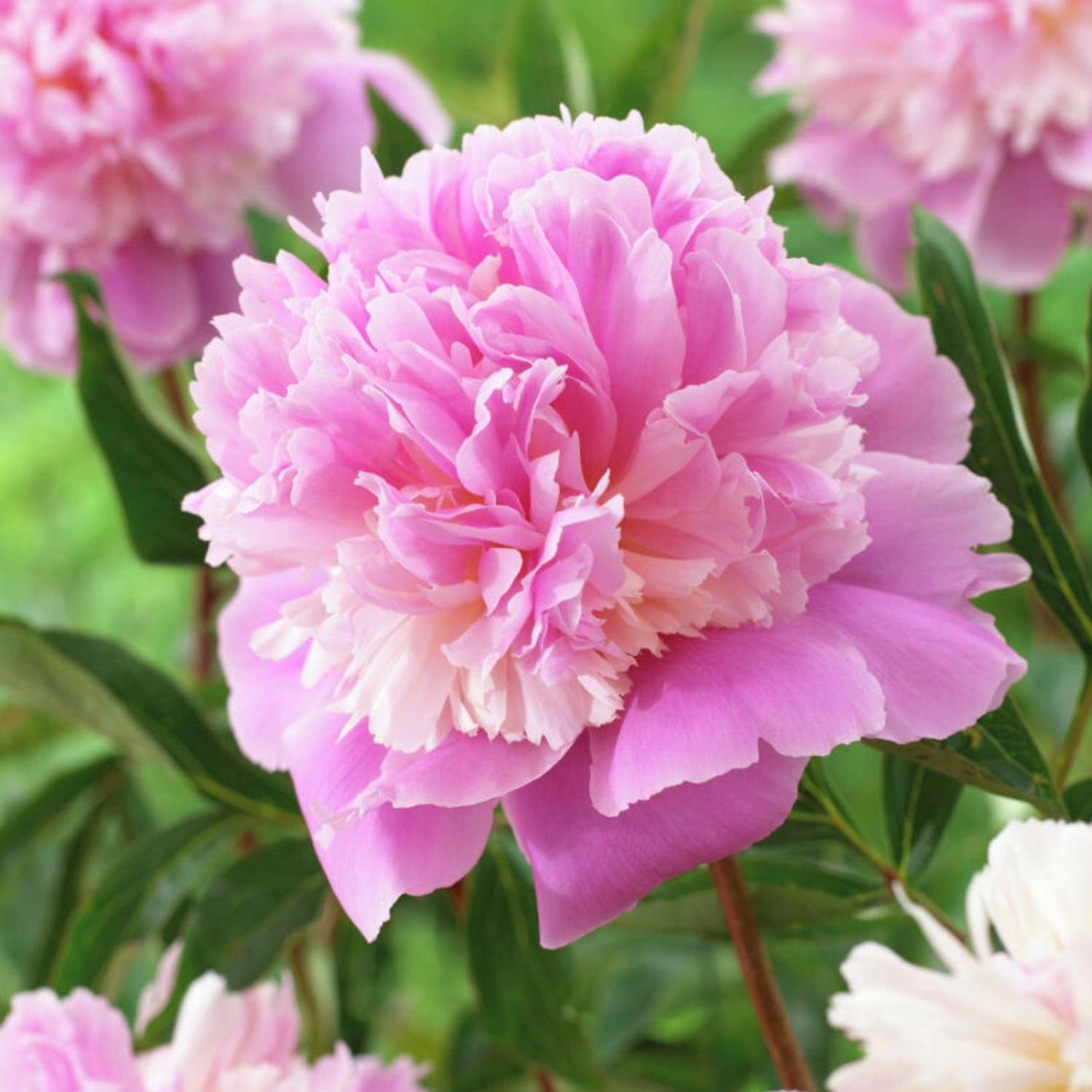 Pfingstrose 'Sorbet'