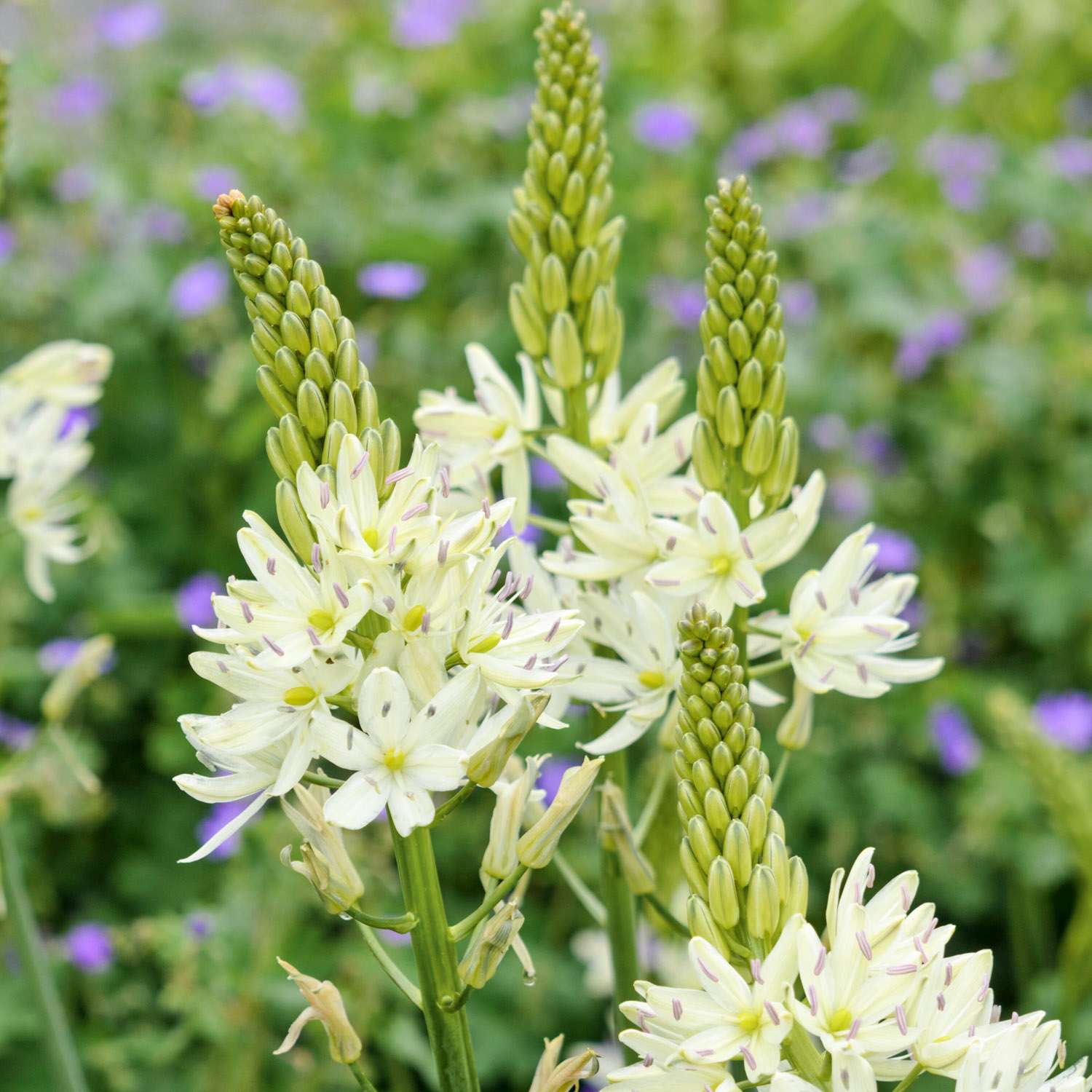 Prärielilie (Camassia) 'Alba' - prærielilje