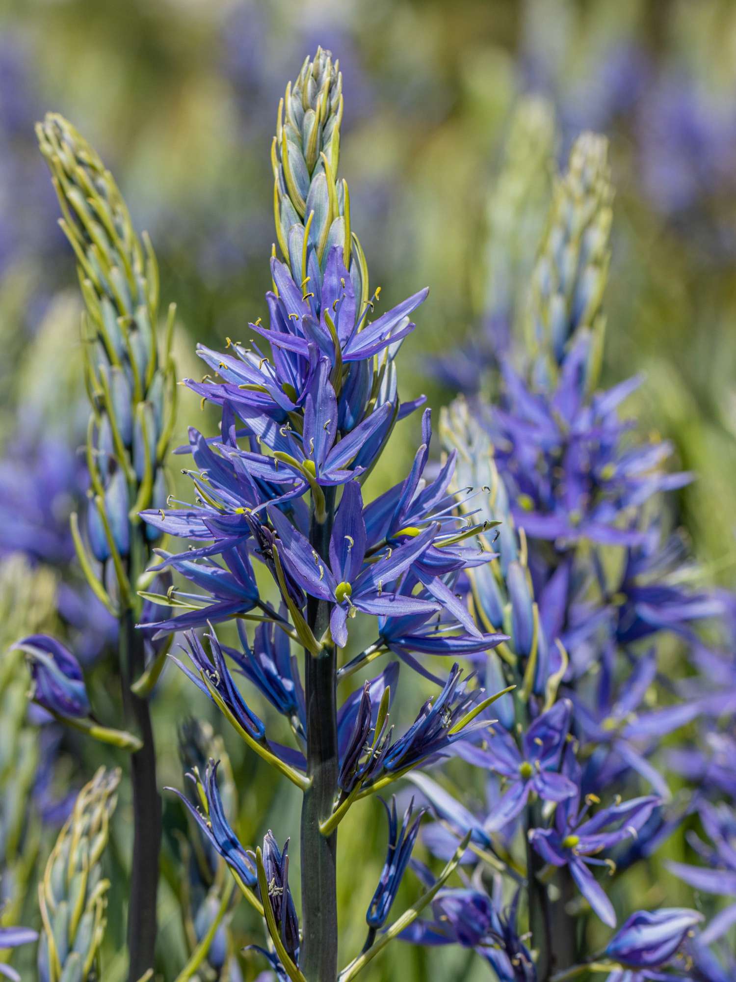 Prärielilie (Camassia) 'Caerulea' - prærielilje