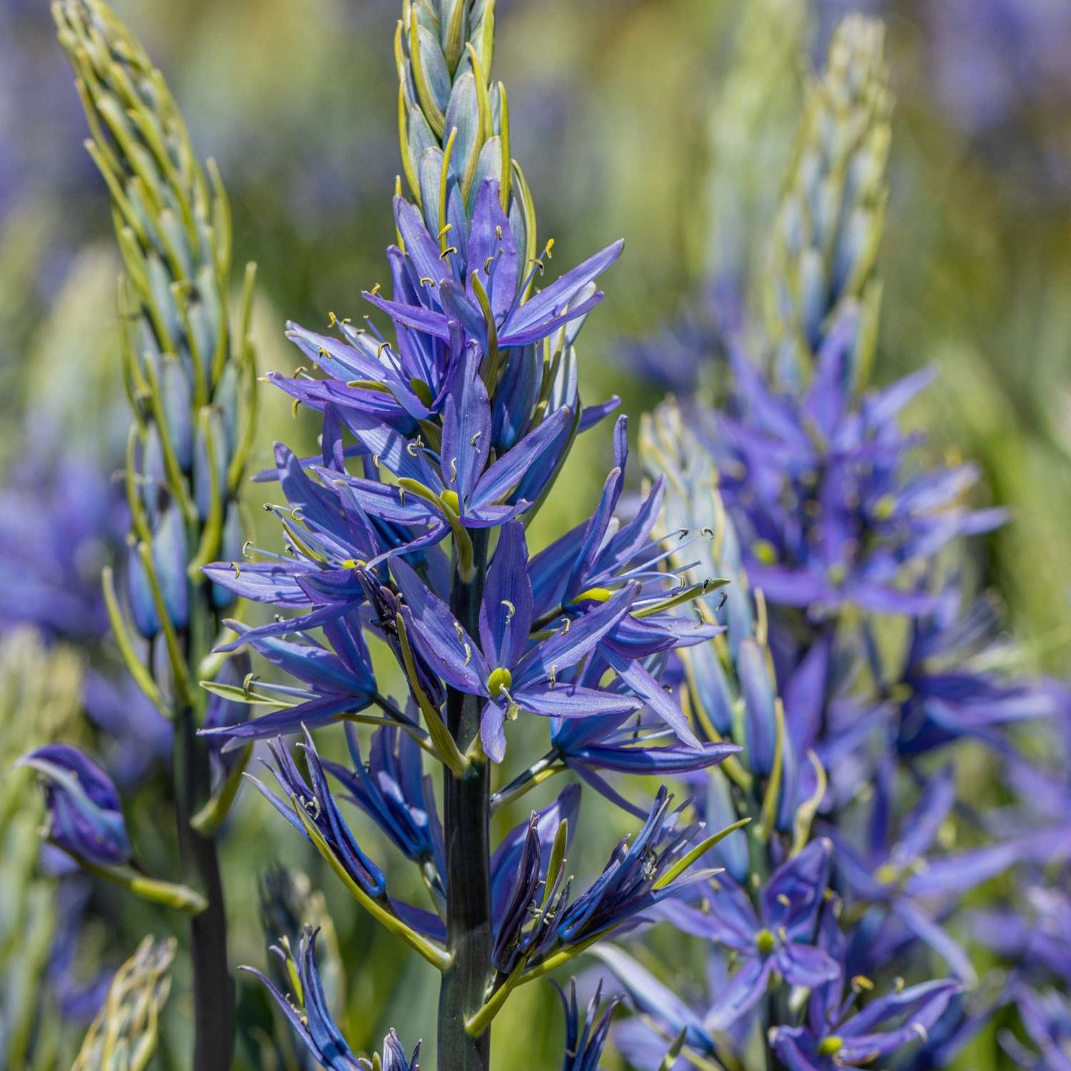 Prärielilie (Camassia) 'Caerulea' - prærielilje