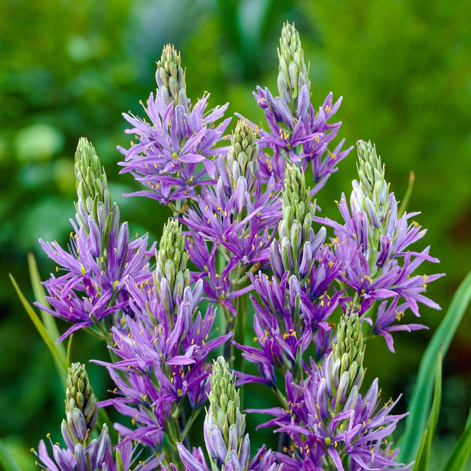 Prärielilie (Camassia) 'Quamash' - prærielilje
