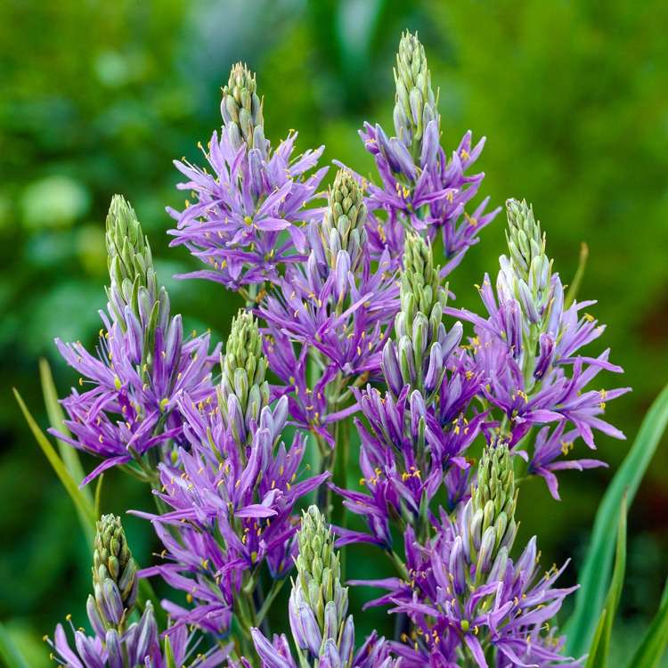 Prärielilie (Camassia) 'Quamash'