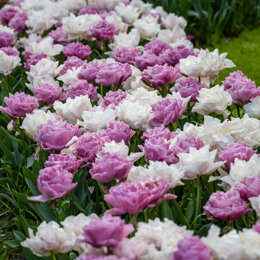 Purple Clouds - Tulpenmischung