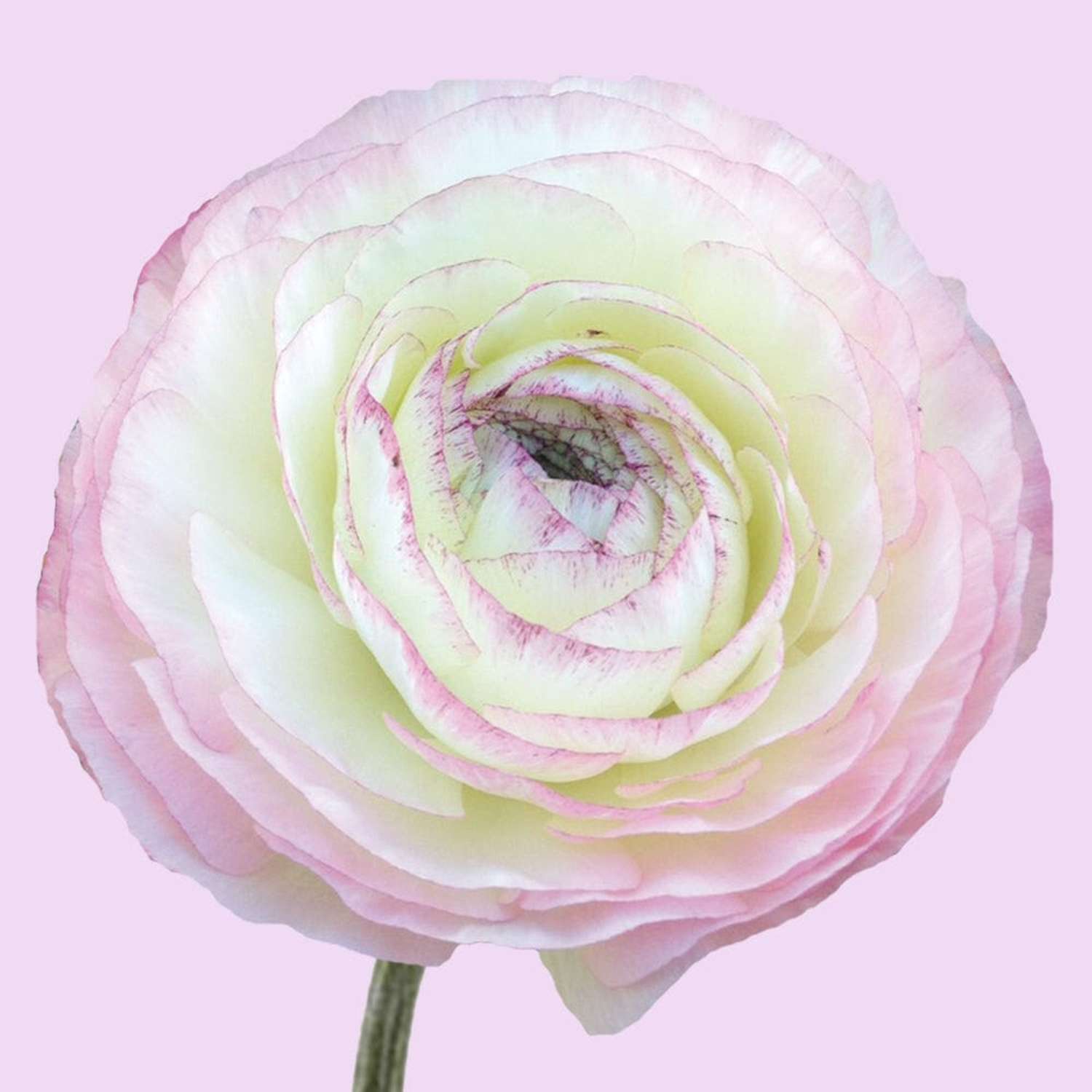 Ranunkel 'Elegance® Bianco Sfumato'