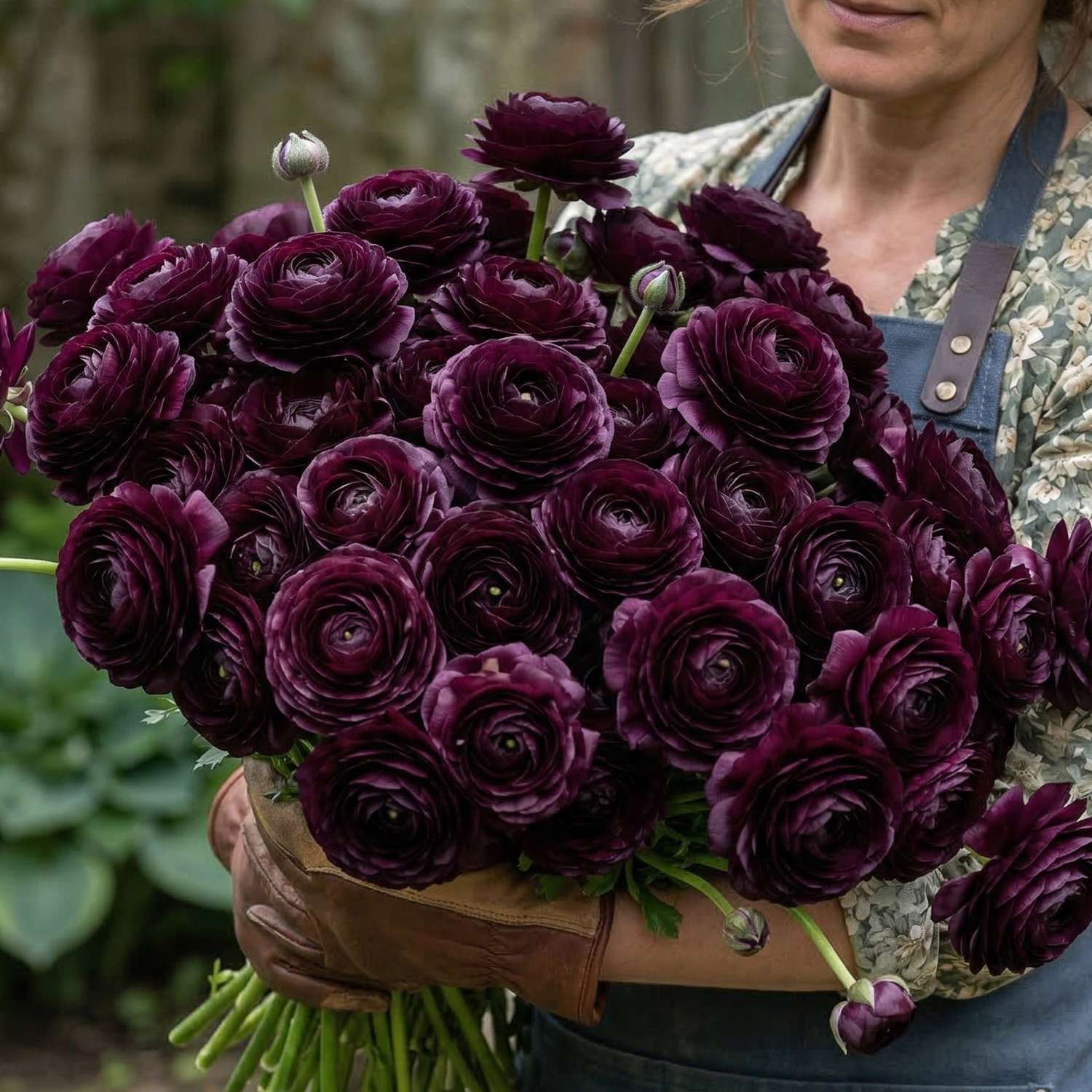 Ranunkel ‘Elegance Nero’