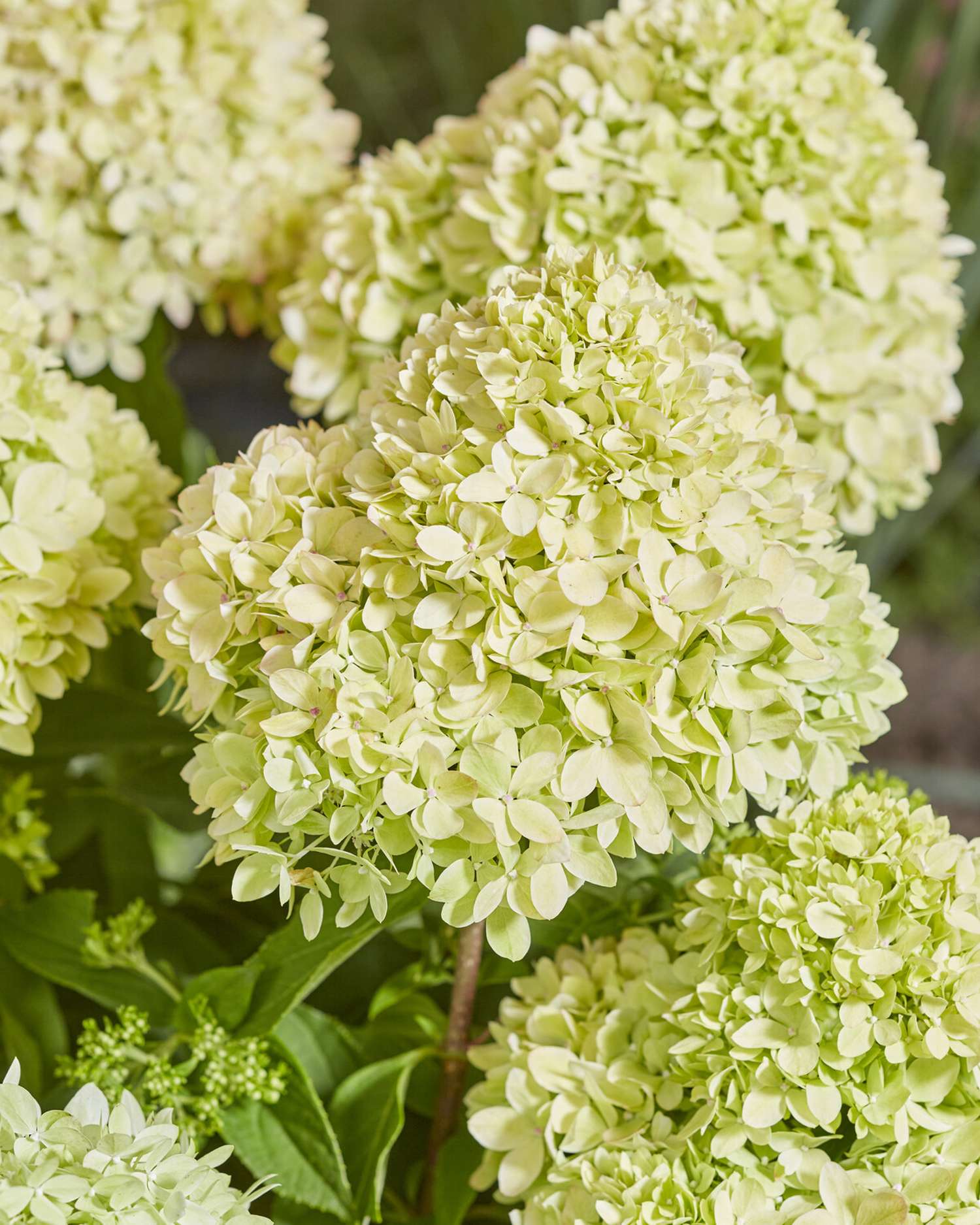 Rispenhortensie ‘Bee Green’