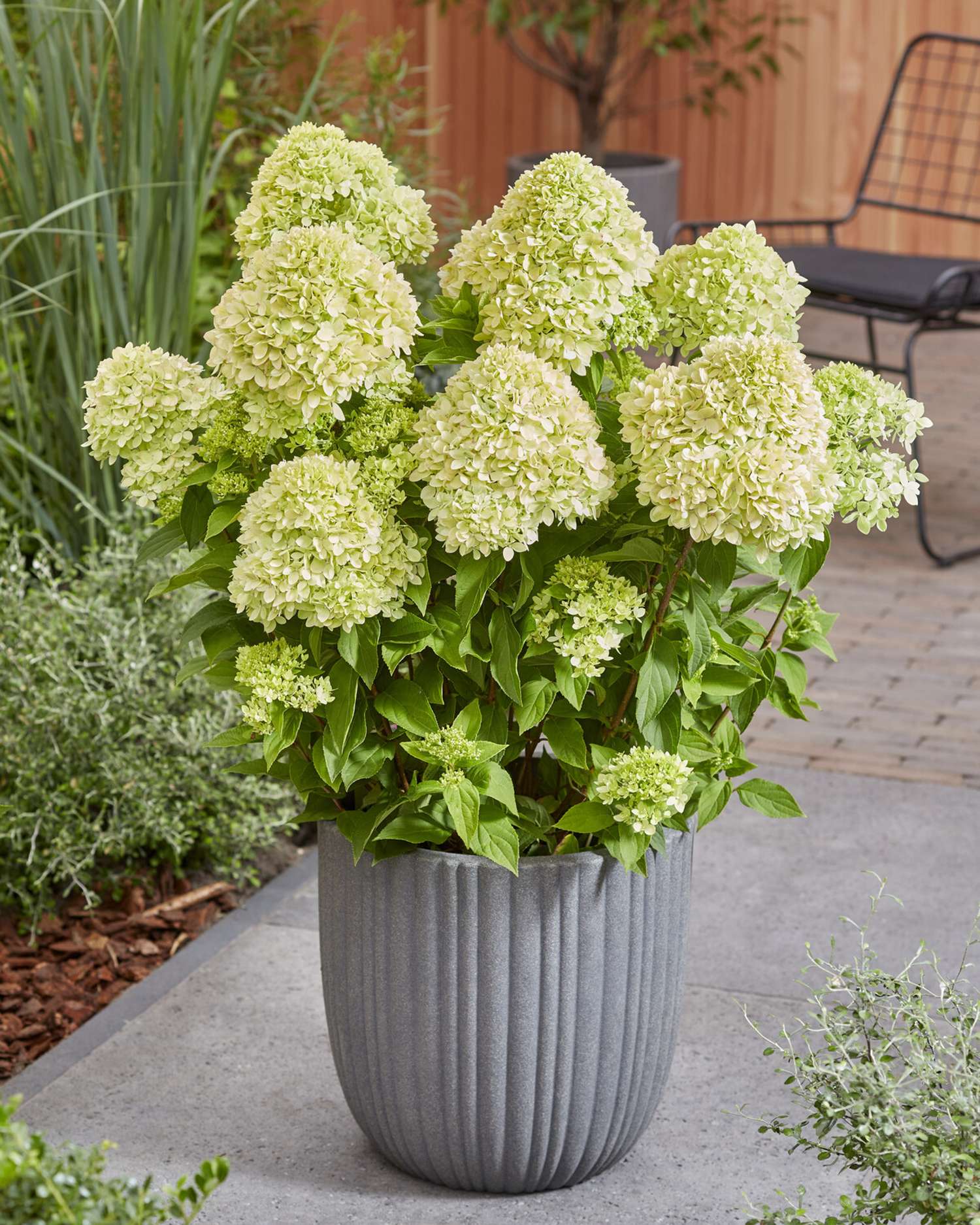 Rispenhortensie ‘Bee Green’