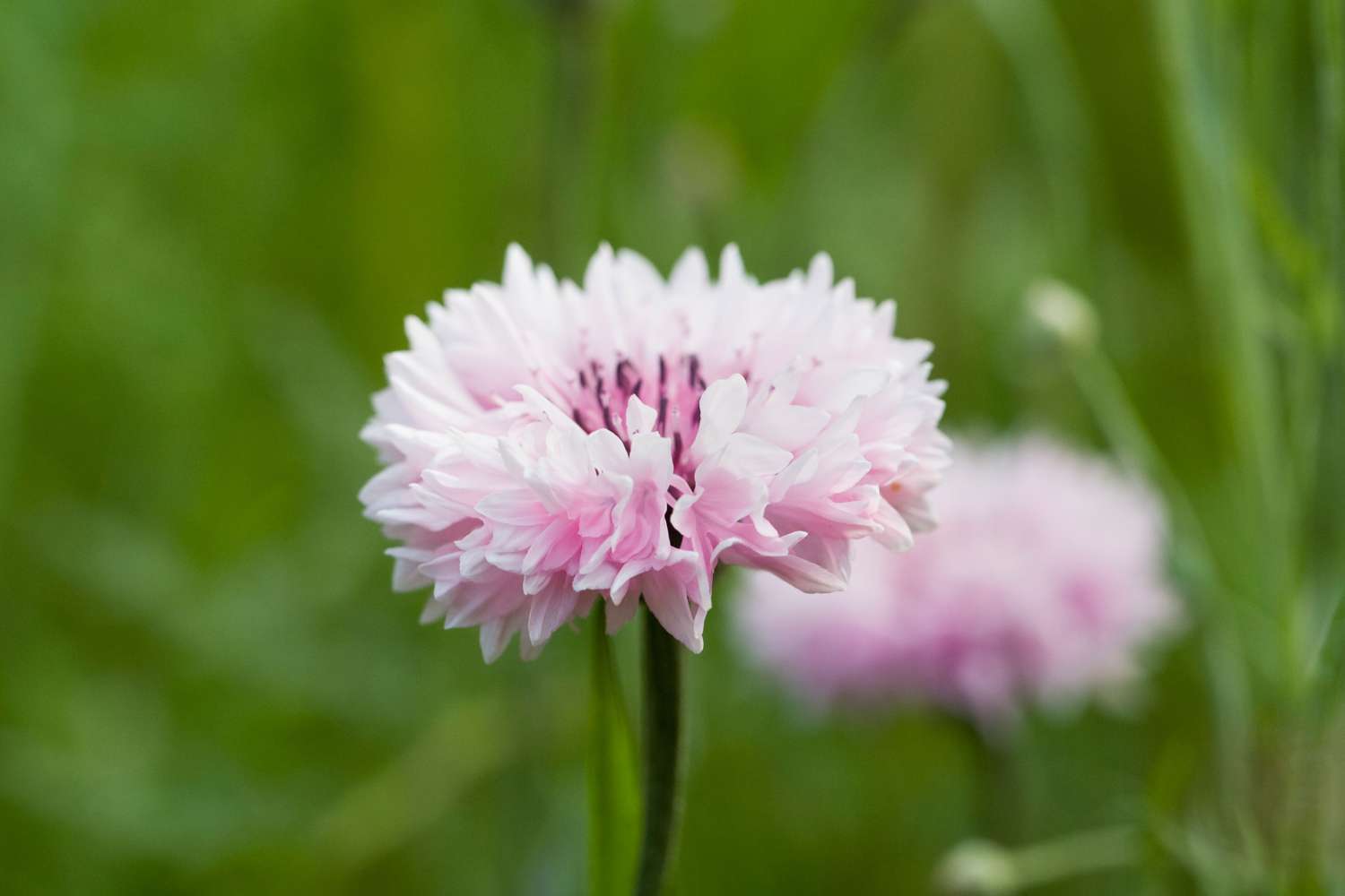 Rosa Kornblume (Samen)