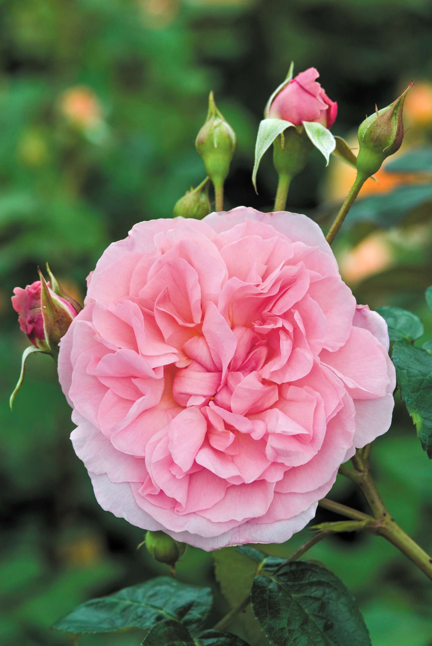 Rose 'Strawberry Hill' (Ausrimini)