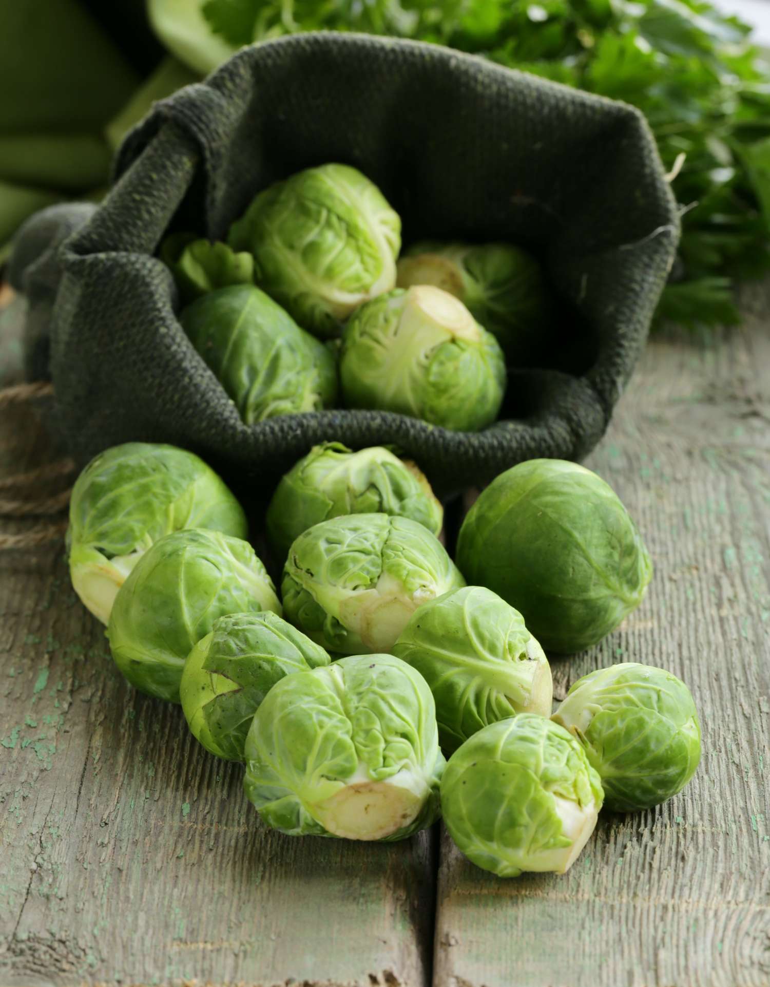 Rosenkohl 'Groninger' (BIO Samen)