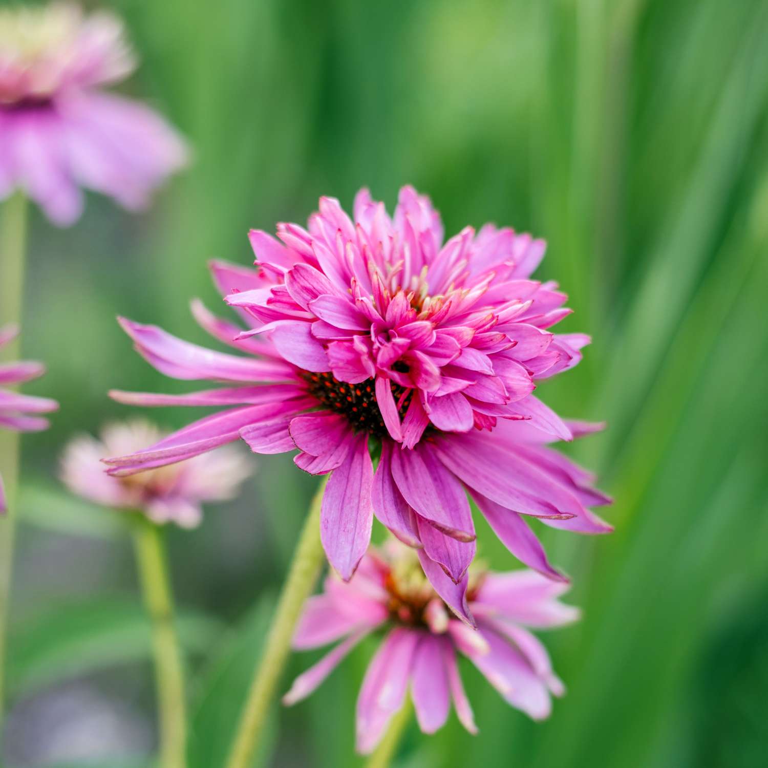 Roter Sonnenhut ‘Double Decker’