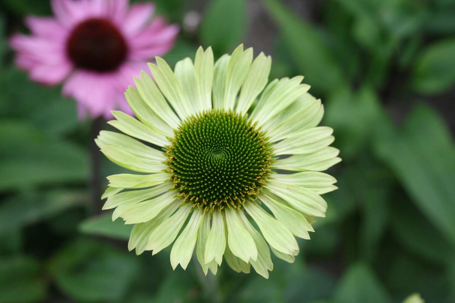 Roter Sonnenhut ‘Green Jewel’