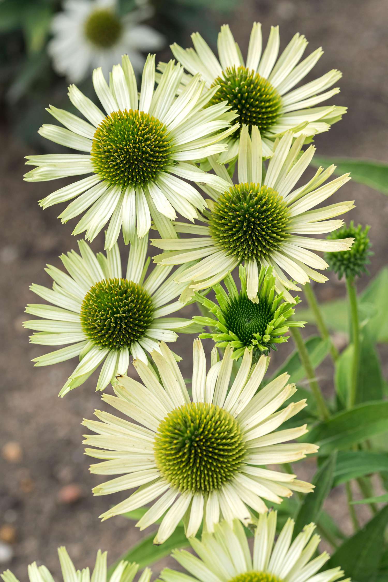 Roter Sonnenhut ‘Green Jewel’