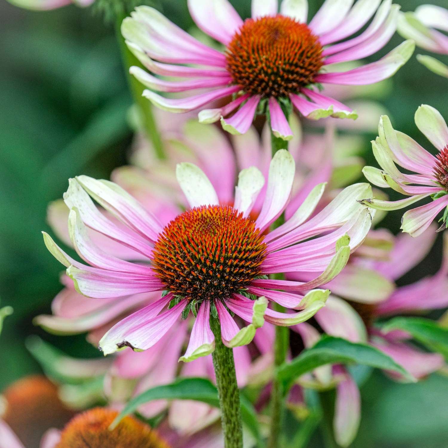 Roter Sonnenhut ‘Green Twister’