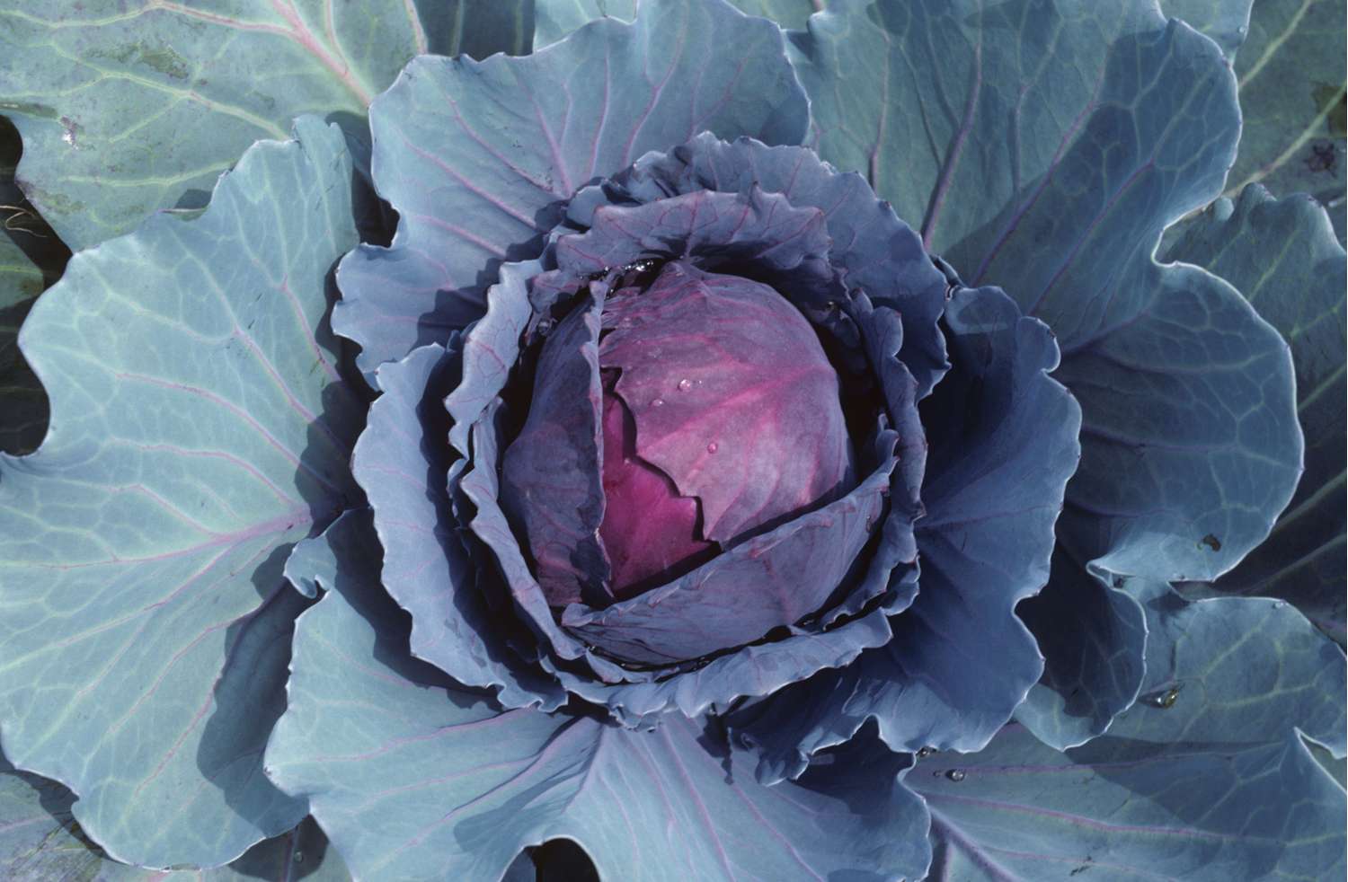 Rotkohl 'Langedijker Bewaar 2' (BIO-Samen)