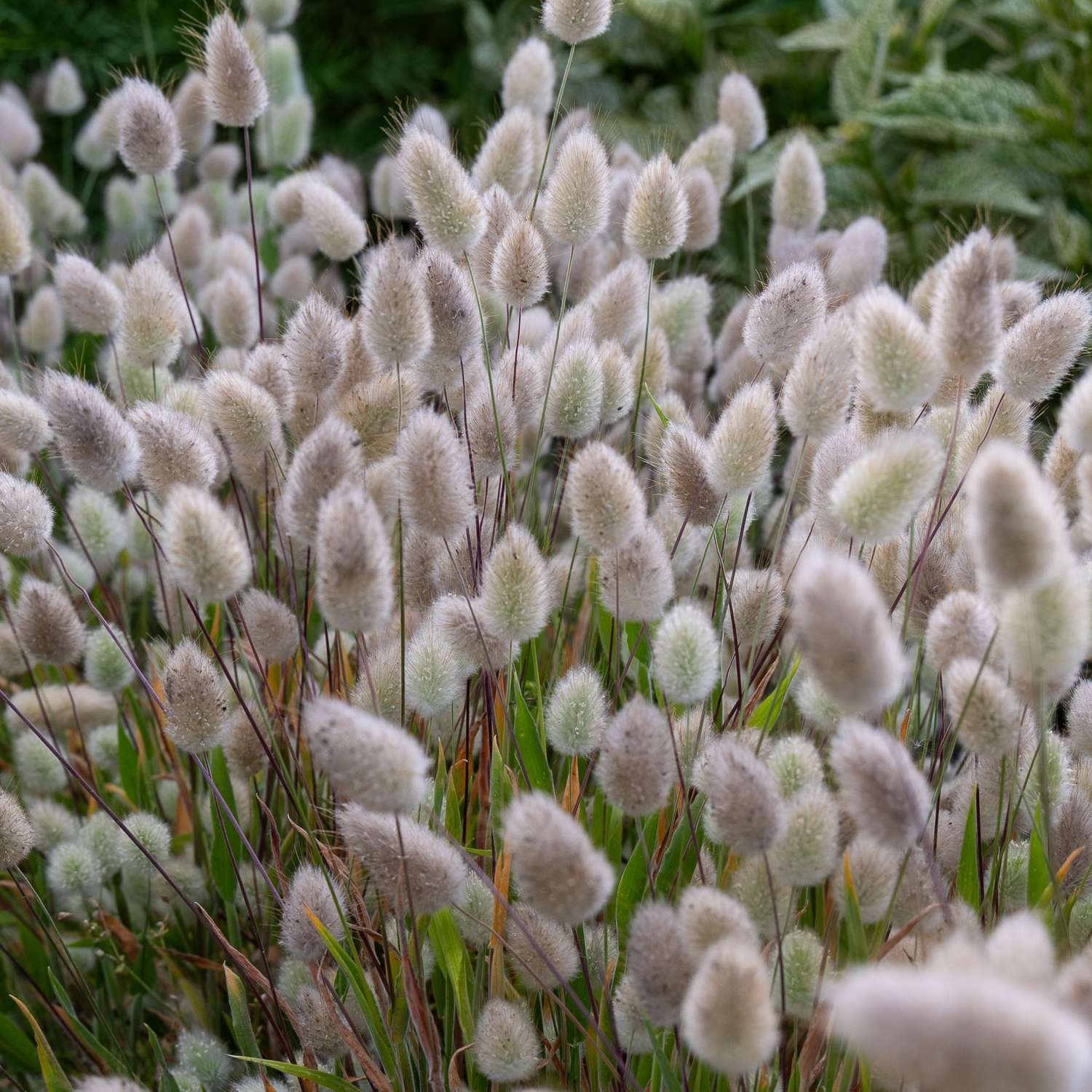 Samtgras 'Bunny Tails' (Samen)