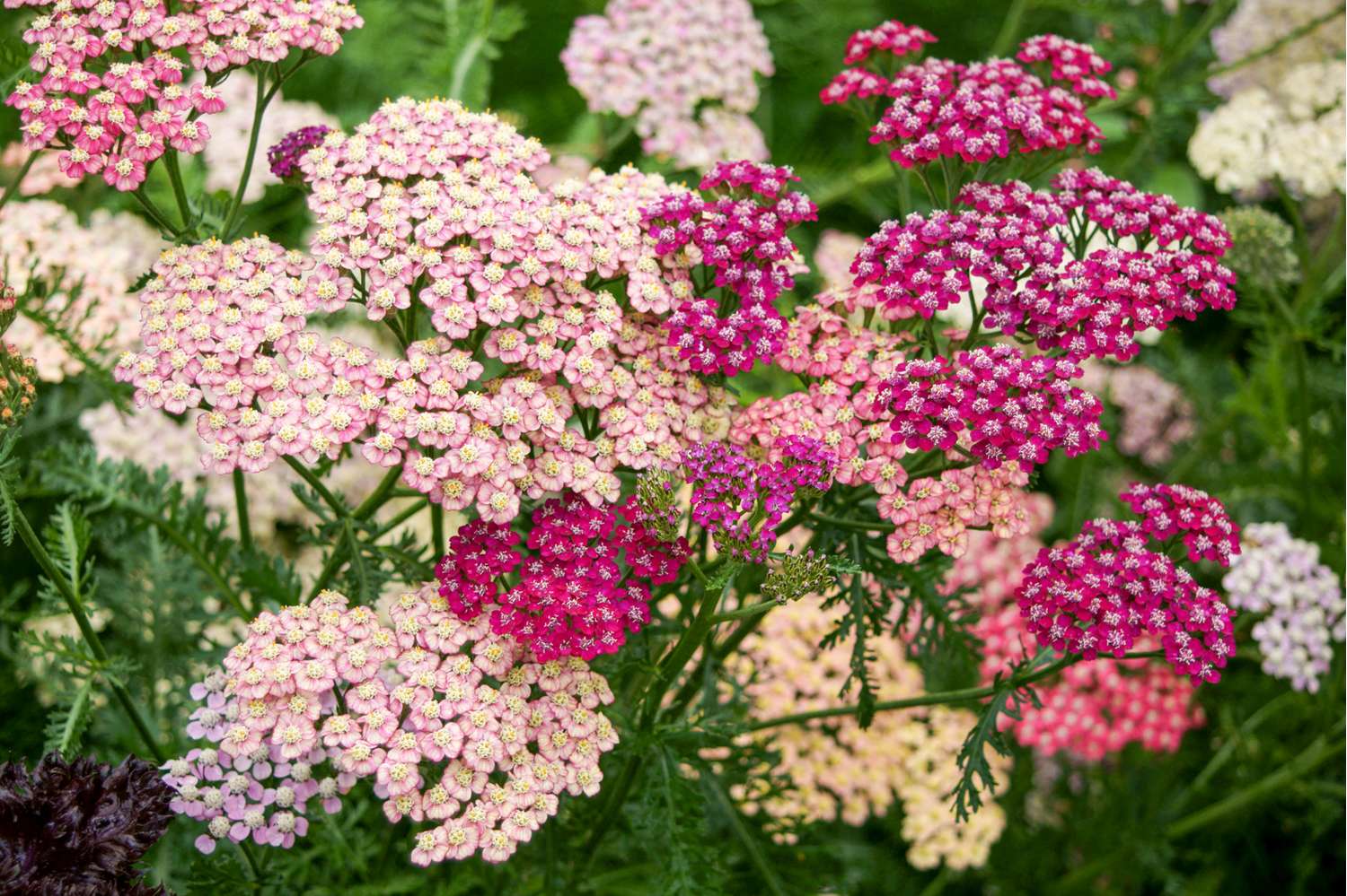 Schafgarbe 'Summer Pastels Mix' (Samen)