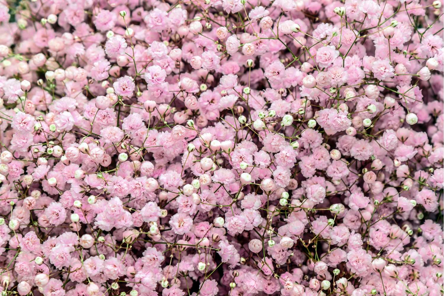 Schleierkraut ‘Pacifica’