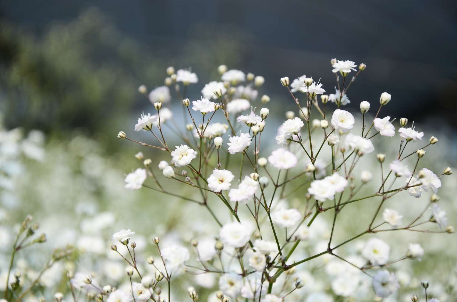 Schleierkraut ‘Paniculata’