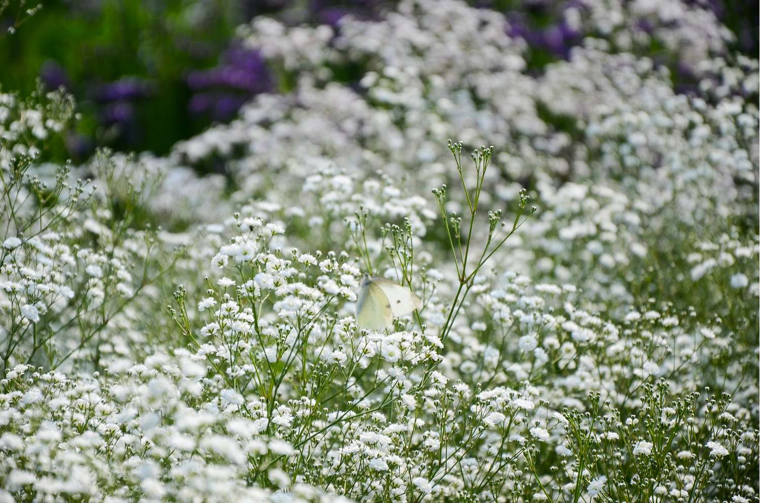 Schleierkraut ‘Paniculata’