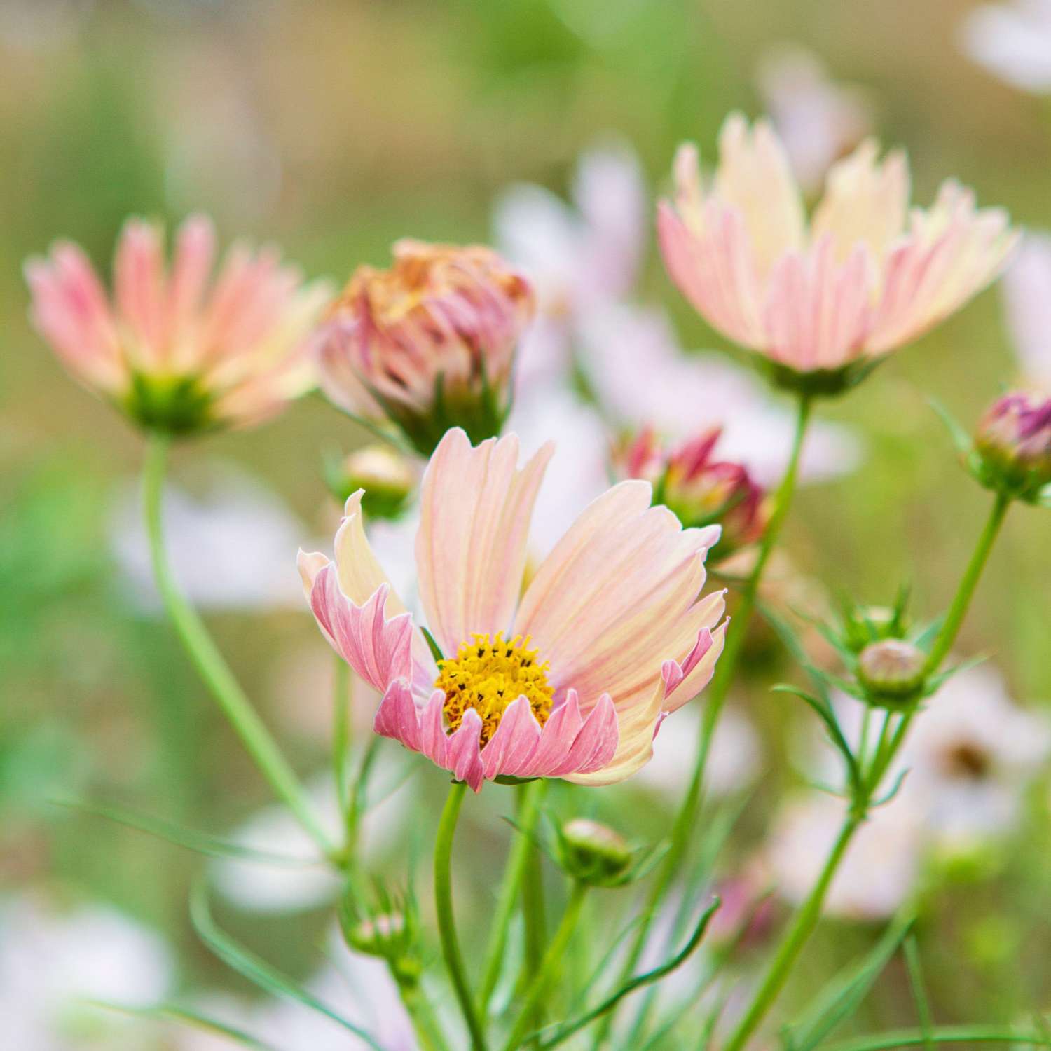 Schmuckkörbchen 'Apricot Lemonade' (Samen)