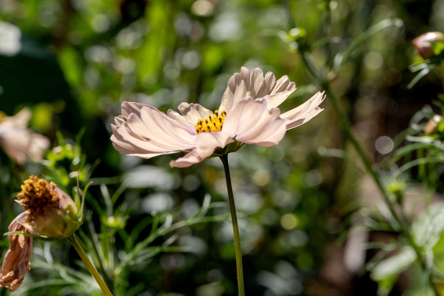 Schmuckkörbchen 'Apricot Lemonade' (Samen)