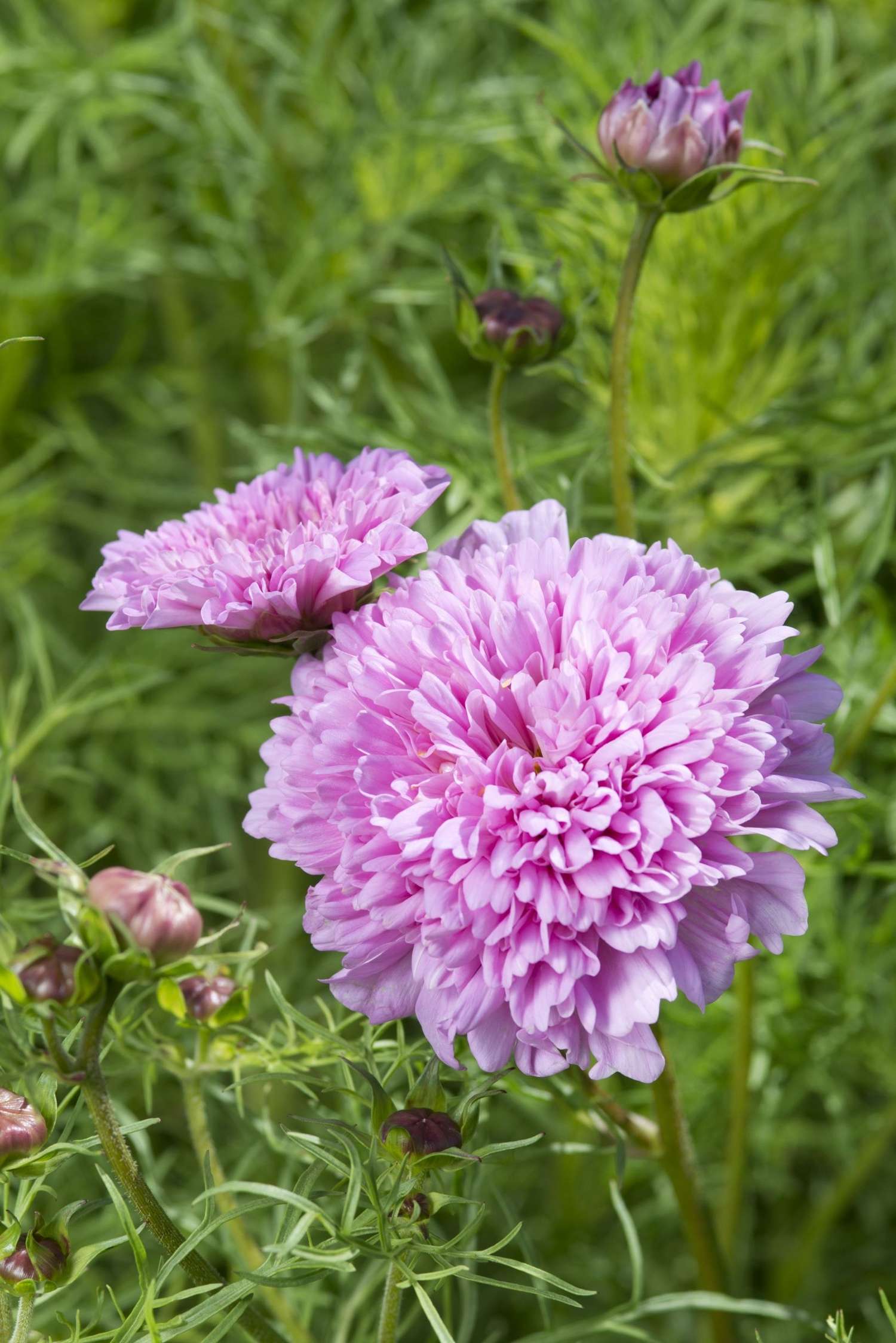 Schmuckkörbchen 'Double Dutch Rose' (Samen)