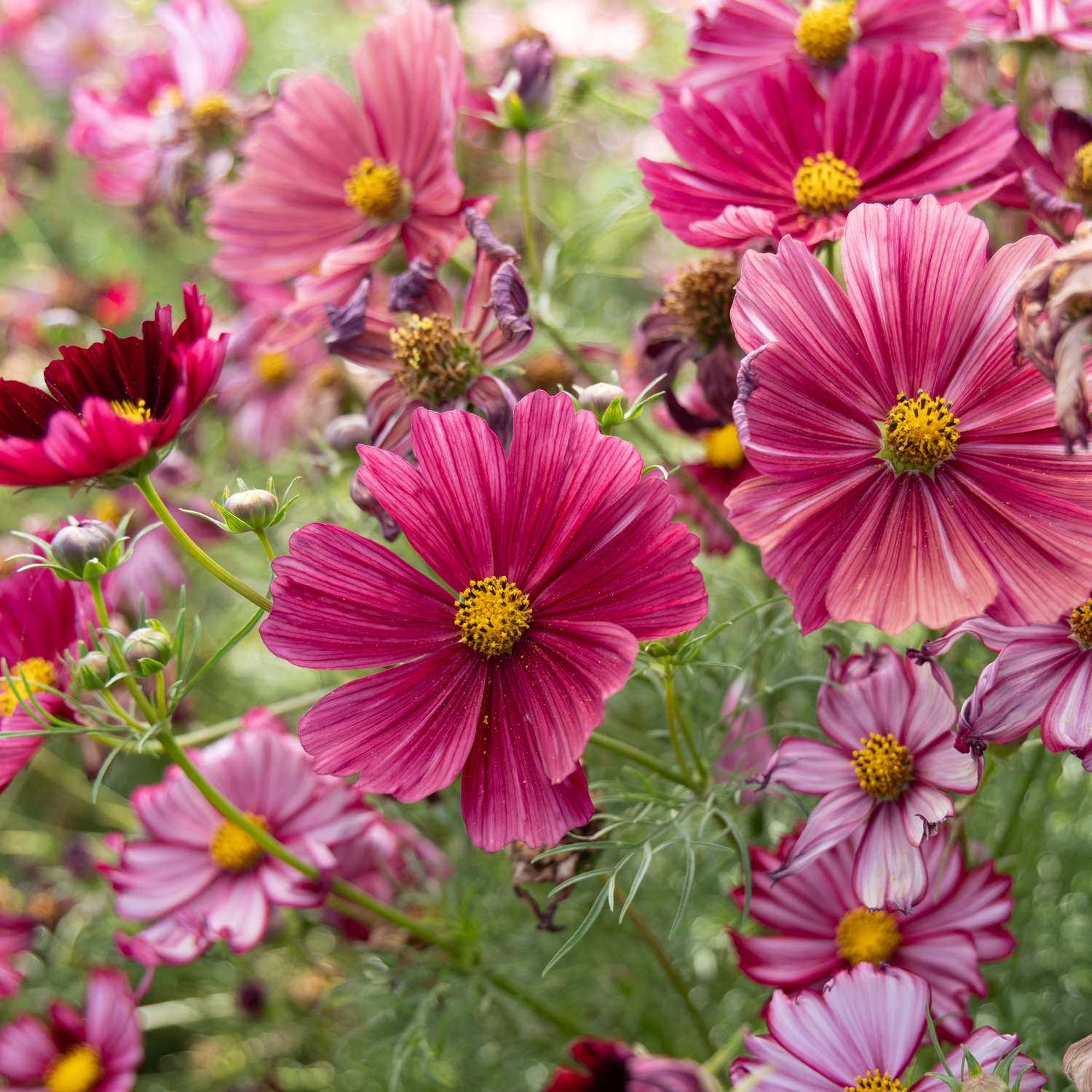 Schmuckkörbchen 'Rubenza' (Samen)