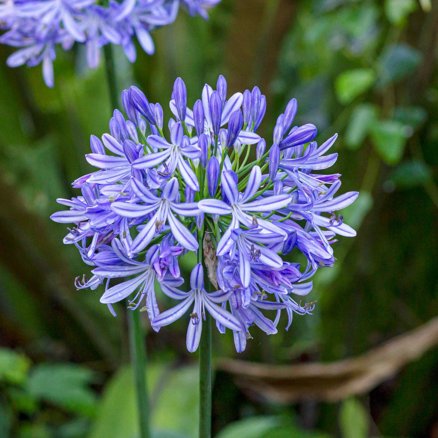 Schmucklilie ‘Africanus’