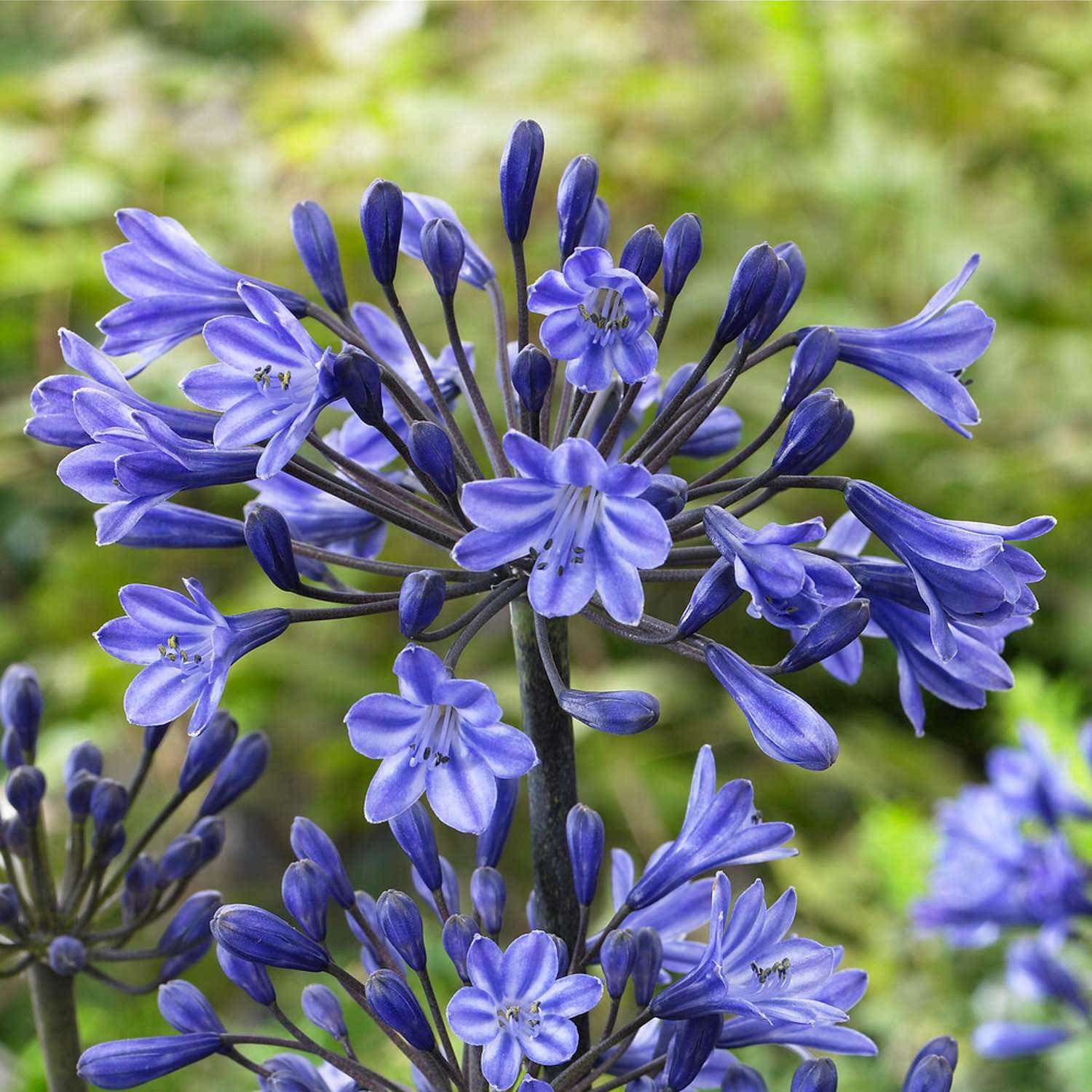 Schmucklilie ‘Black Buddhist’