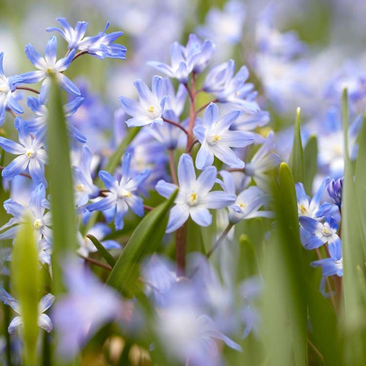 Schneeglanz 'Chionodoxa Forbesii'