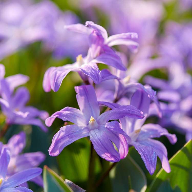 Schneeglanz 'Violet Beauty'