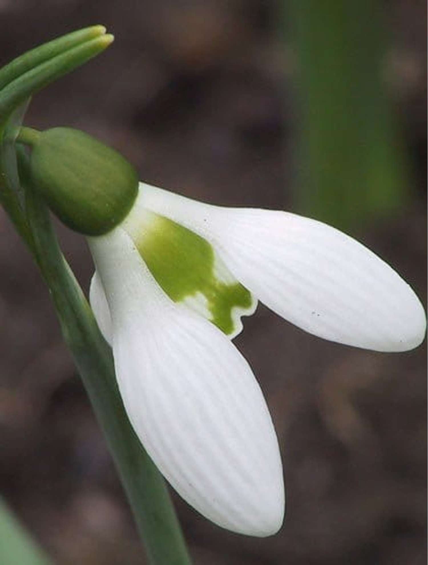 Schneeglöckchen (Galanthus) 'Elwesii' - Vintergæk